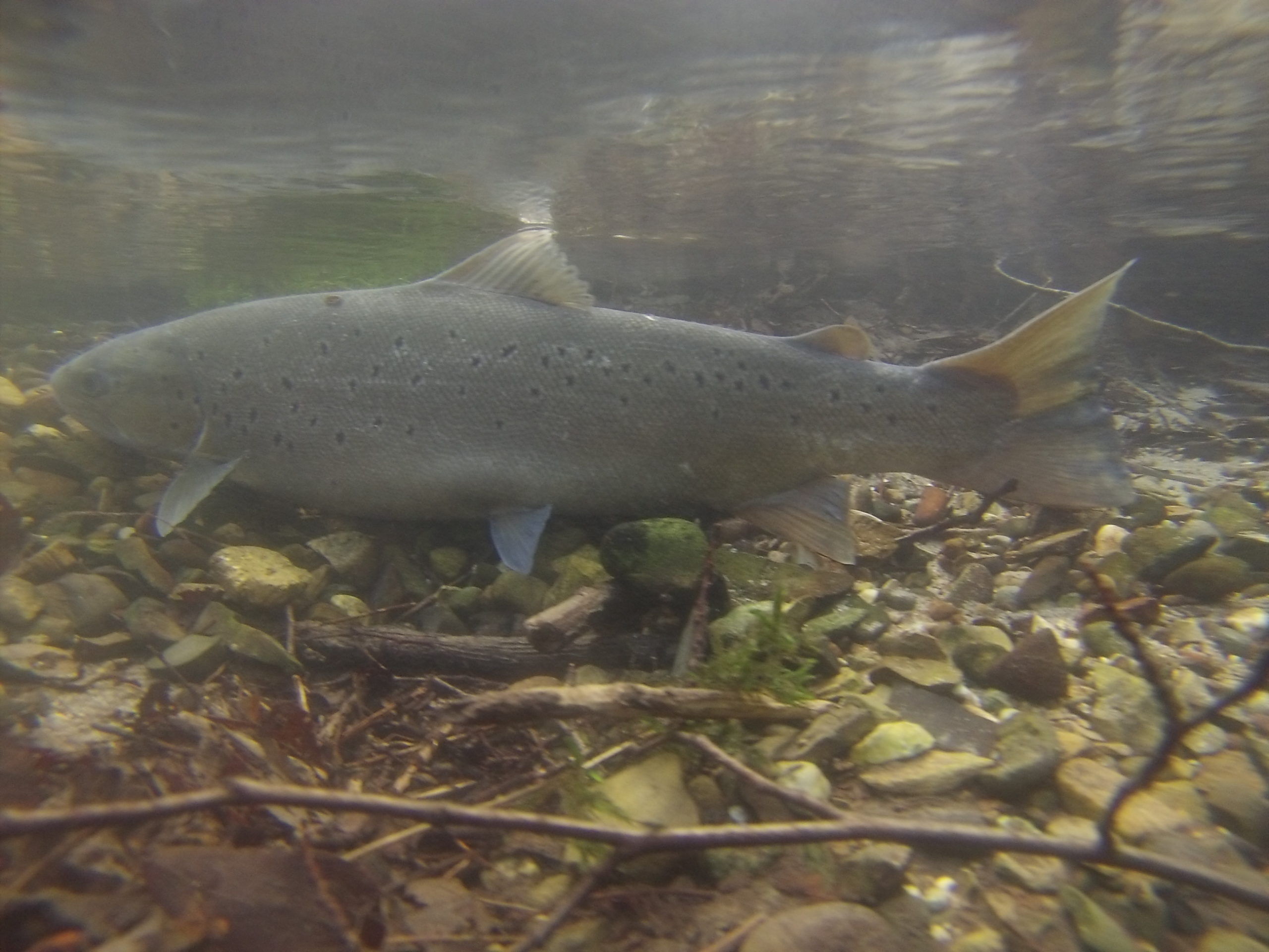 Continuité pêche du LAVARET et du BROCHET + Programme de préservation de la Truite Lacustre